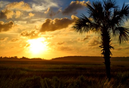 Silhouette Of Tree During Sunset photo