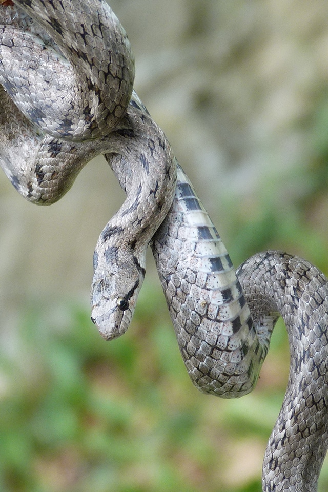 Snake reptile Free photos