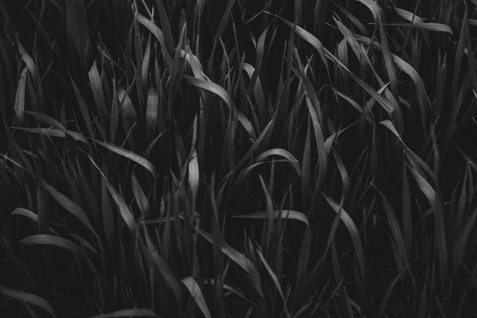 Grayscale Photography Of Grass