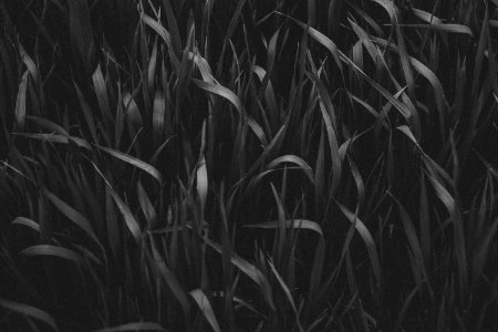 Grayscale Photography Of Grass photo