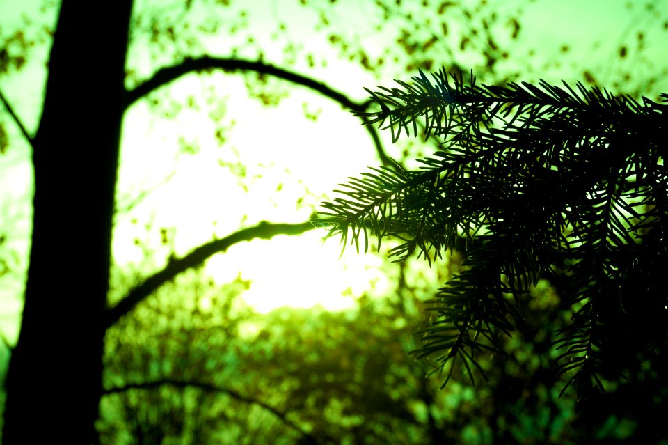 Silhouette Of Tree Leaf On Green Background