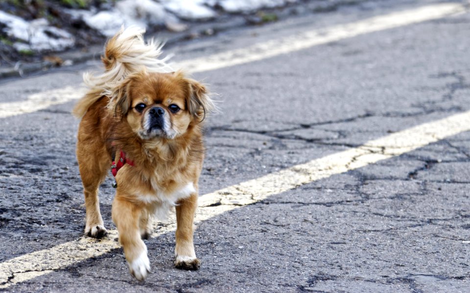 Adult Tan Tibetan Spaniel Standing On Road
