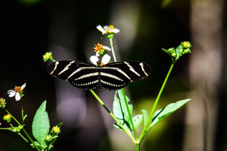 Zebra Longwing Butterfly On Green Leaf Plant photo