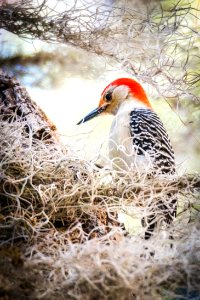 Focus Photography Of Northern Flicker photo