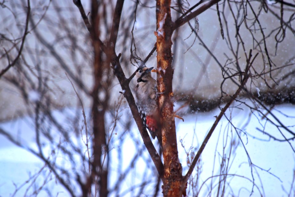 Grey And Orange Bird On A Branch Closeup Photography