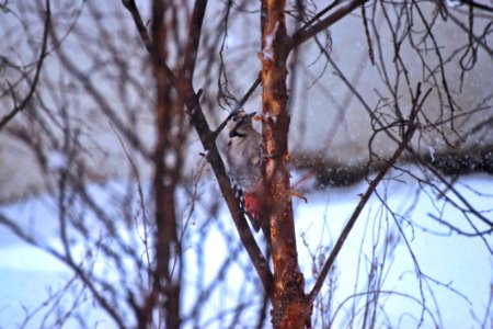 Grey And Orange Bird On A Branch Closeup Photography photo