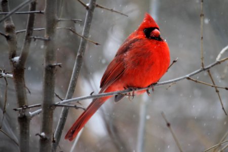 Red Cardinal Bird On Tree Branch photo
