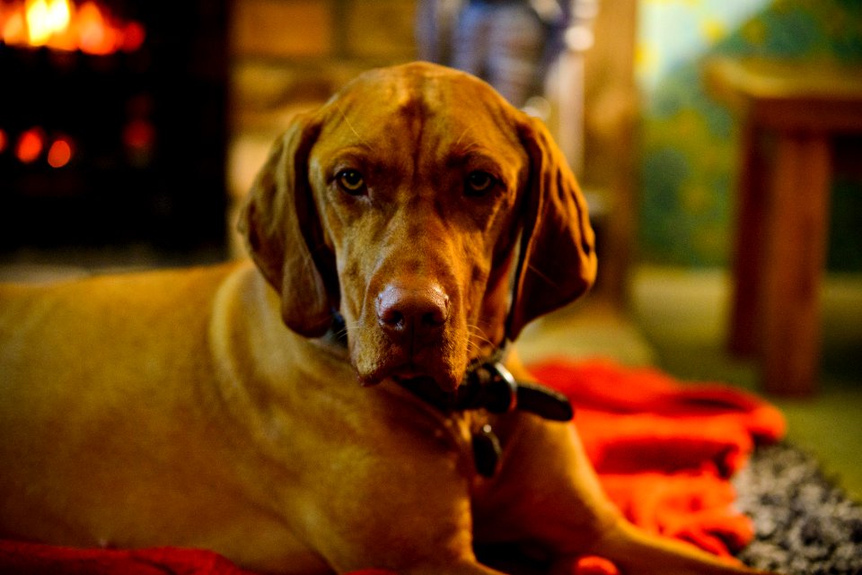 Short-coated Brown Dog In Selective-focus Photography