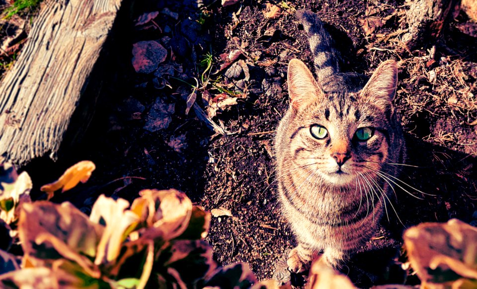 Brown And Gray Tabby Cat