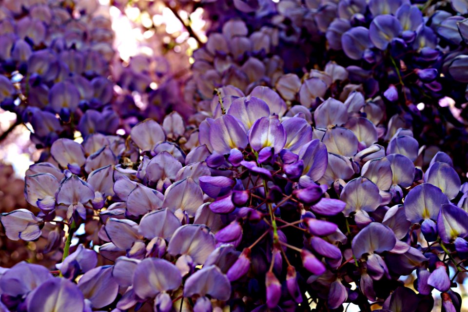 Flower Purple Plant Flora