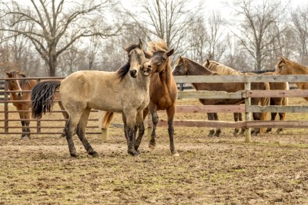 Two Brown Horses Beside Wooden Fencee