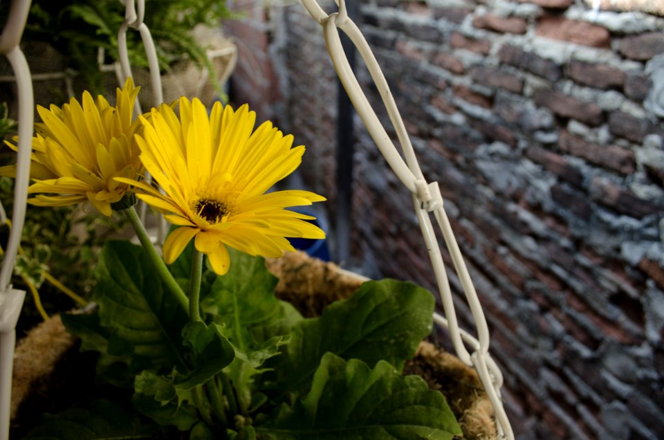 Flower Plant Yellow Flora