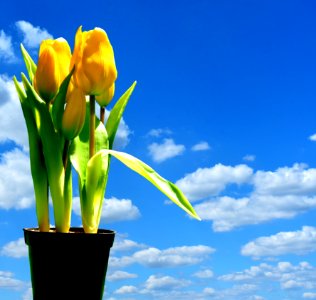 Sky Blue Flower Yellow