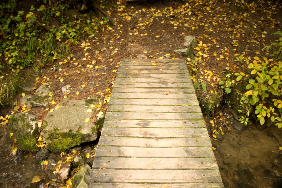 Nature Path Leaf Walkway