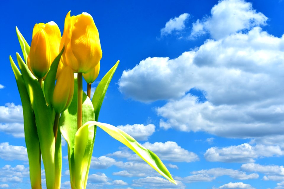 Sky Flower Yellow Field