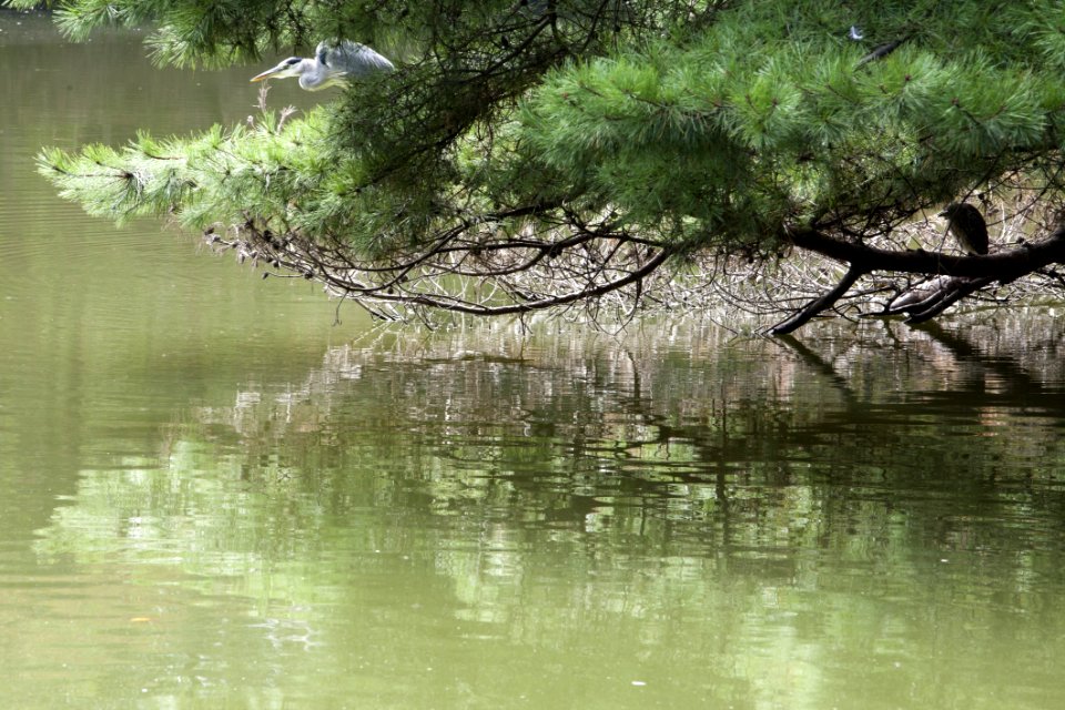 Reflection Water Tree Nature