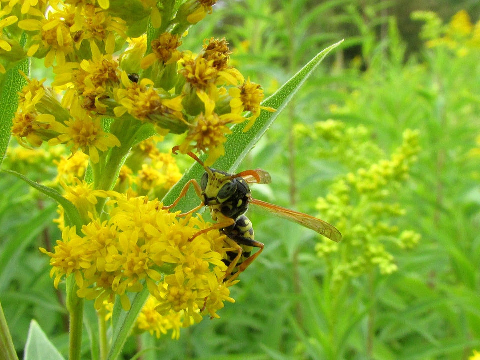 Insect animals nature