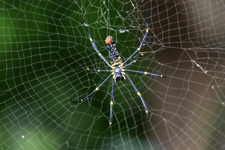 Spider Arachnid Spider Web Invertebrate photo