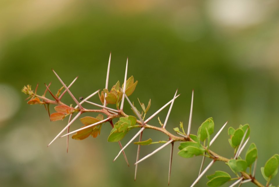Flora Leaf Insect Twig