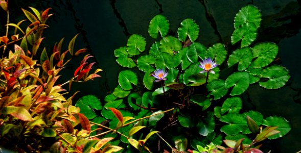 Plant Vegetation Flora Flower