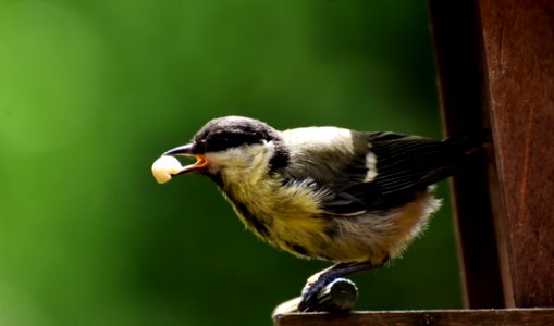 Bird Beak Fauna Wildlife photo