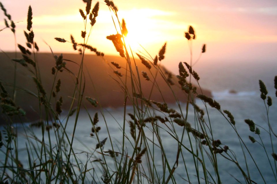 Sky Phragmites Morning Sunrise