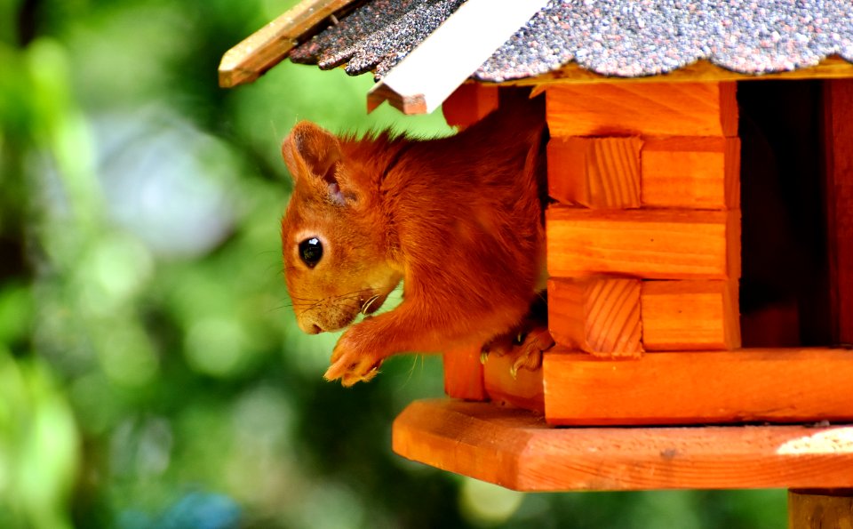 Fauna Mammal Squirrel Wildlife