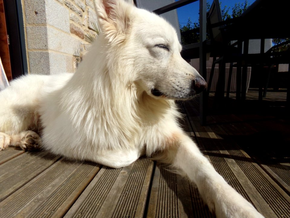 Dog Dog Breed Dog Like Mammal Dog Breed Group
