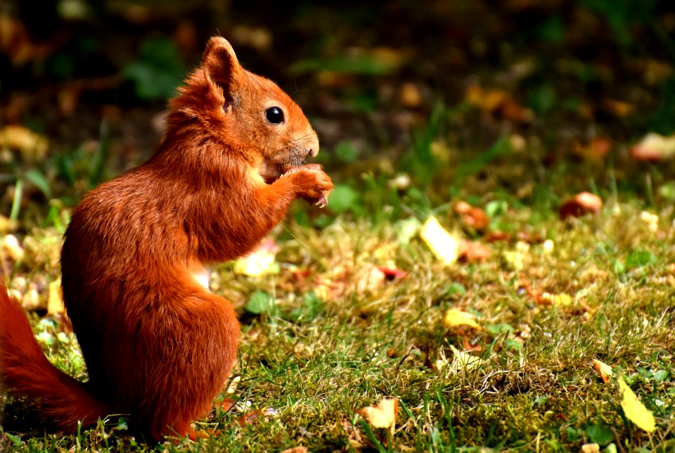 Squirrel Fauna Mammal Wildlife