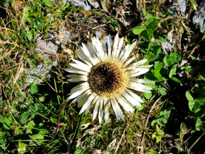 Flower Flora Plant Daisy Family