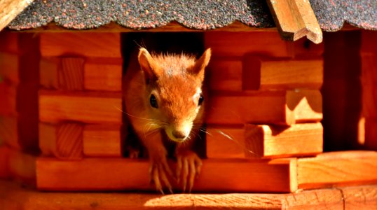 Mammal Fauna Snout Wood
