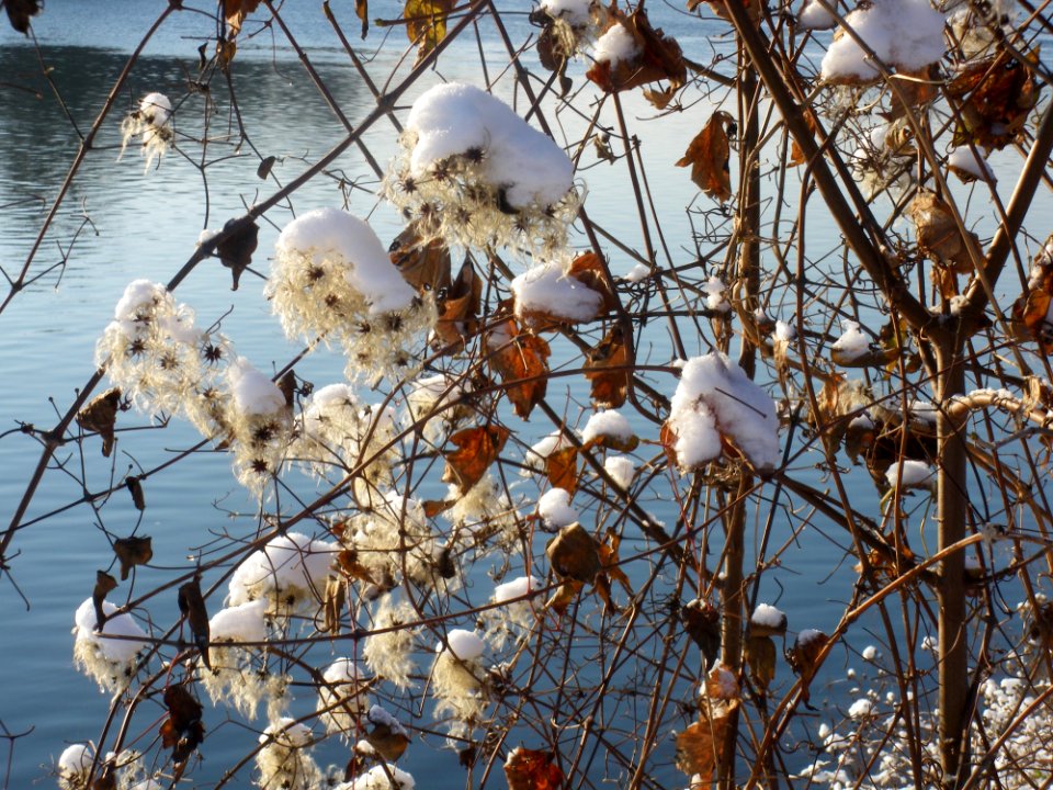 Branch Snow Winter Tree photo