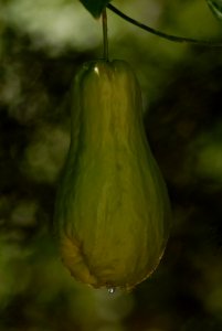Cucurbita Gourd Cucumber Gourd And Melon Family Chayote