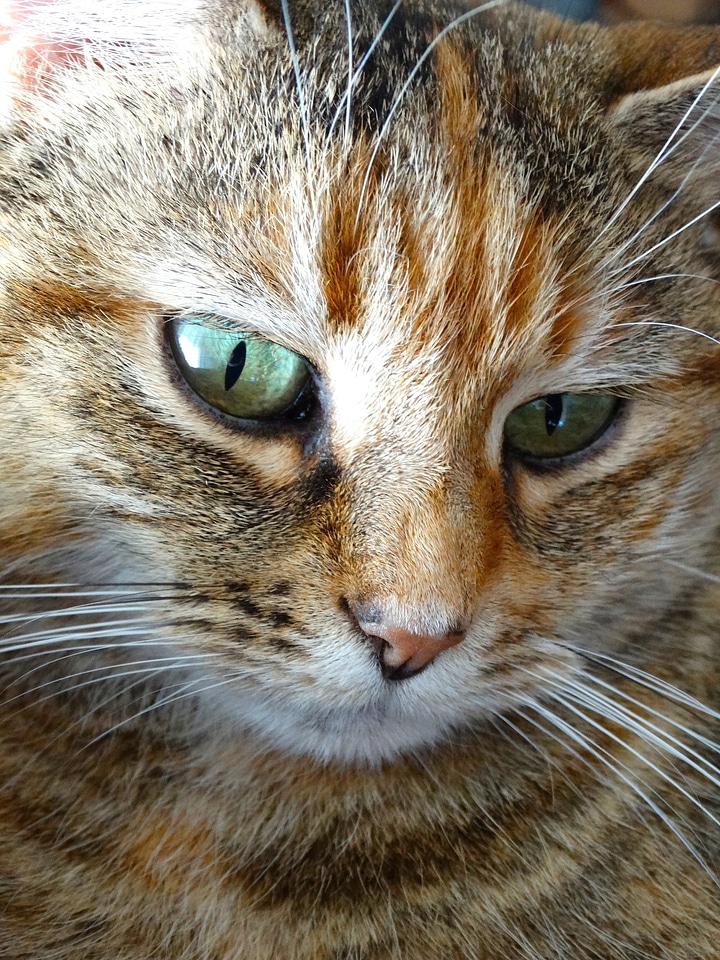 Focused animals pets