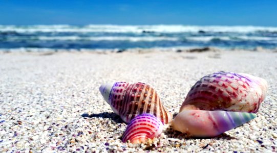 Seashell Sand Sea Cockle photo