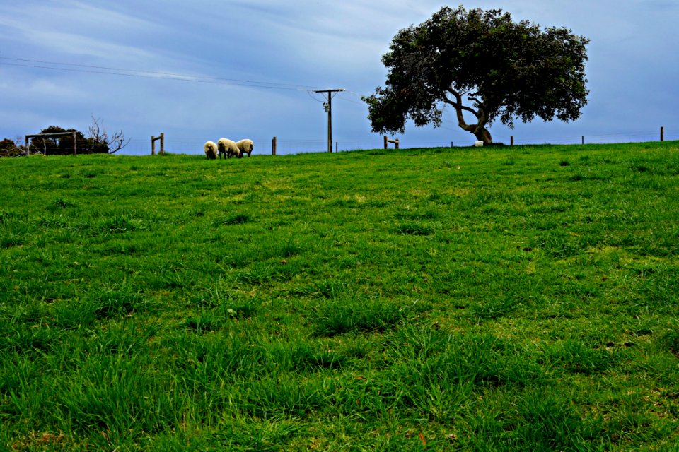 Grassland Pasture Green Ecosystem