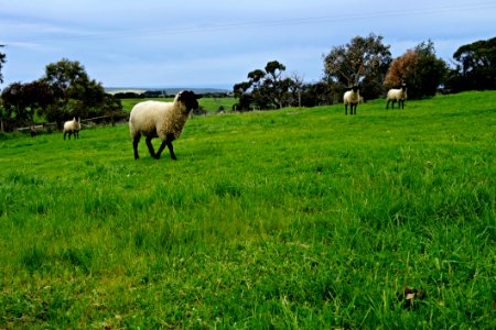 Grassland Pasture Grazing Sheep photo