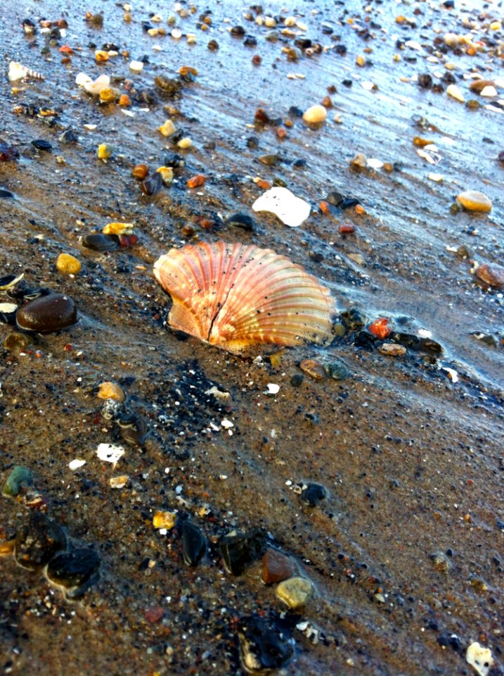 Water Seashell Sand