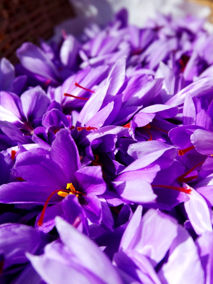 Flower Purple Violet Flora