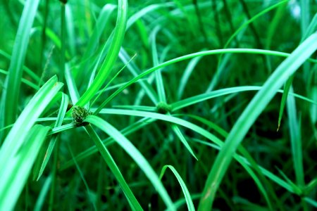 Green Grass Vegetation Grass Family photo