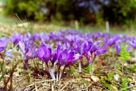 Flower Plant Crocus Flowering Plant