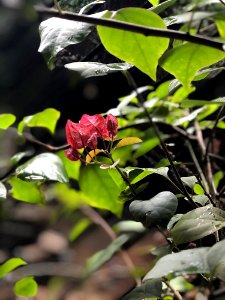 Plant Flora Leaf Flower photo