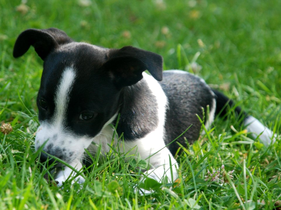 Dog Breed Dog Like Mammal Dog Dog Breed Group