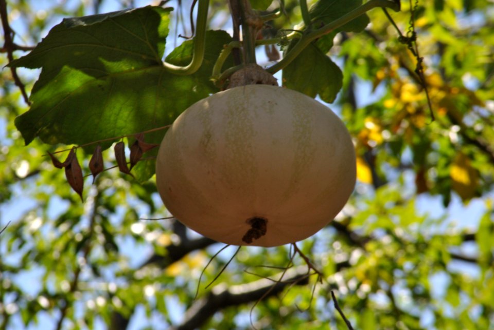 Branch Fruit Tree Fruit Tree