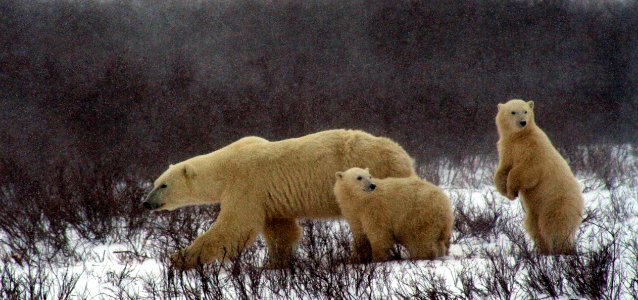 Polar Bear Bear Mammal Fauna