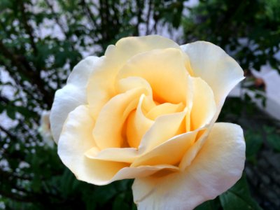 Rose Flower Rose Family White
