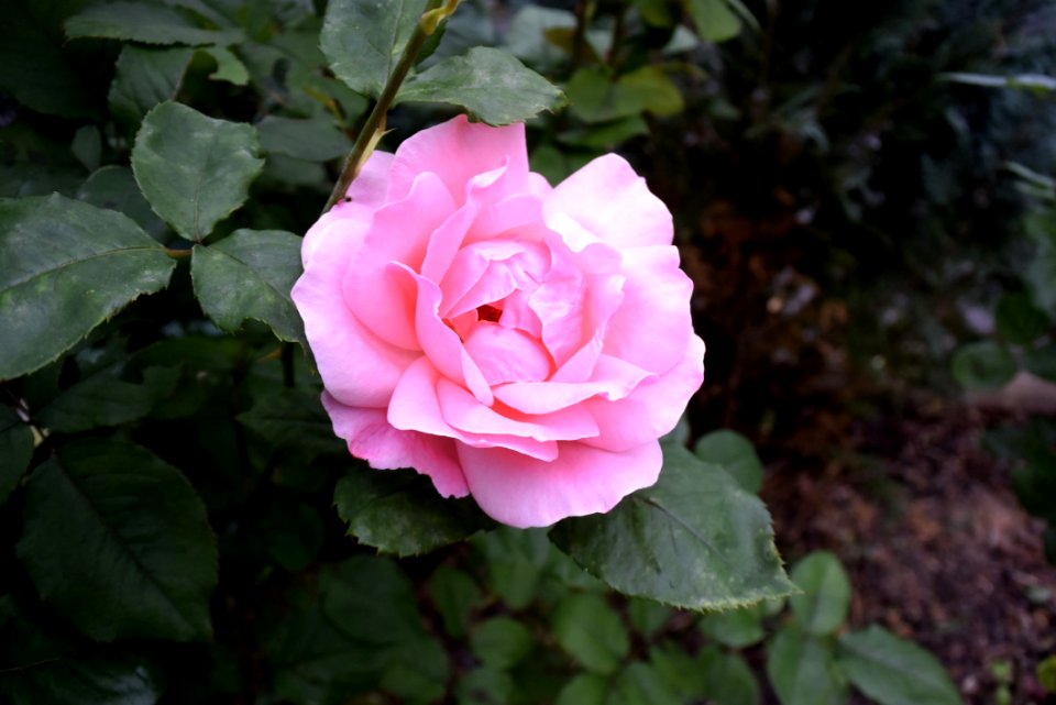 Rose Flower Rose Family Pink