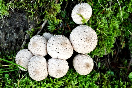 Fungus Mushroom Agaricaceae Edible Mushroom photo