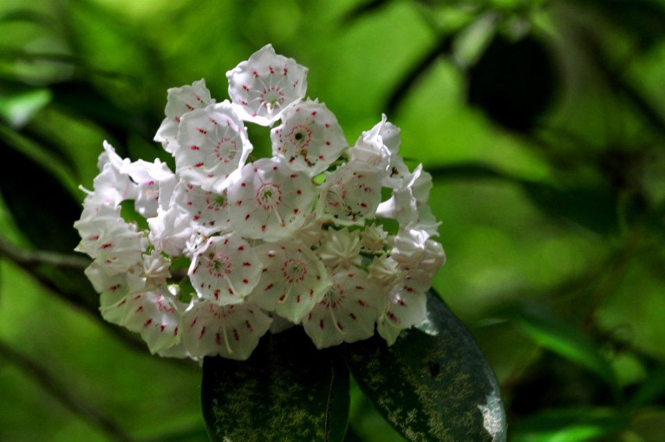 Flower Flora Plant Spring