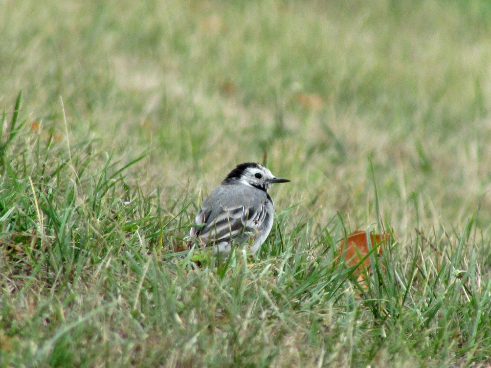 Bird animals nature
